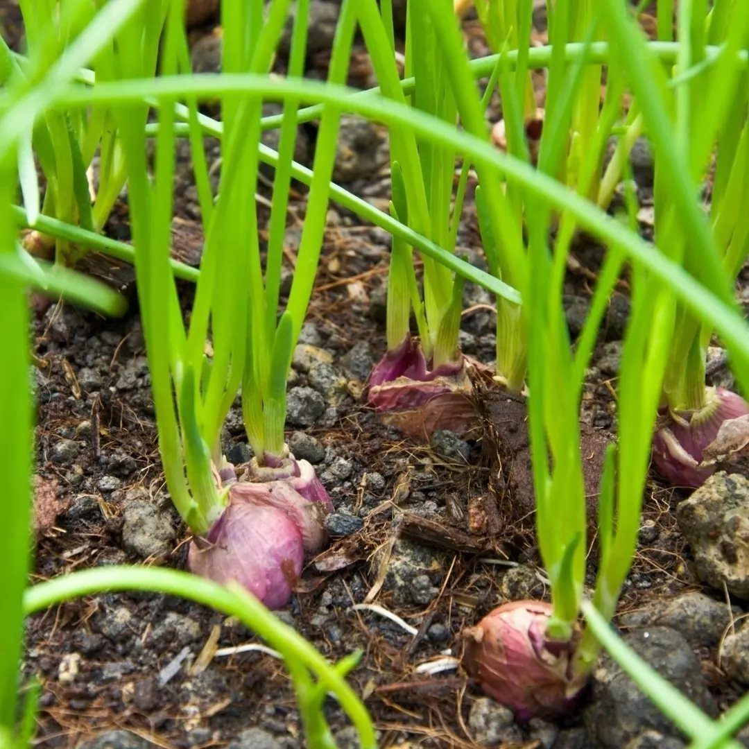 Small red onions with green sprouts growing in dark, rocky garden soil.