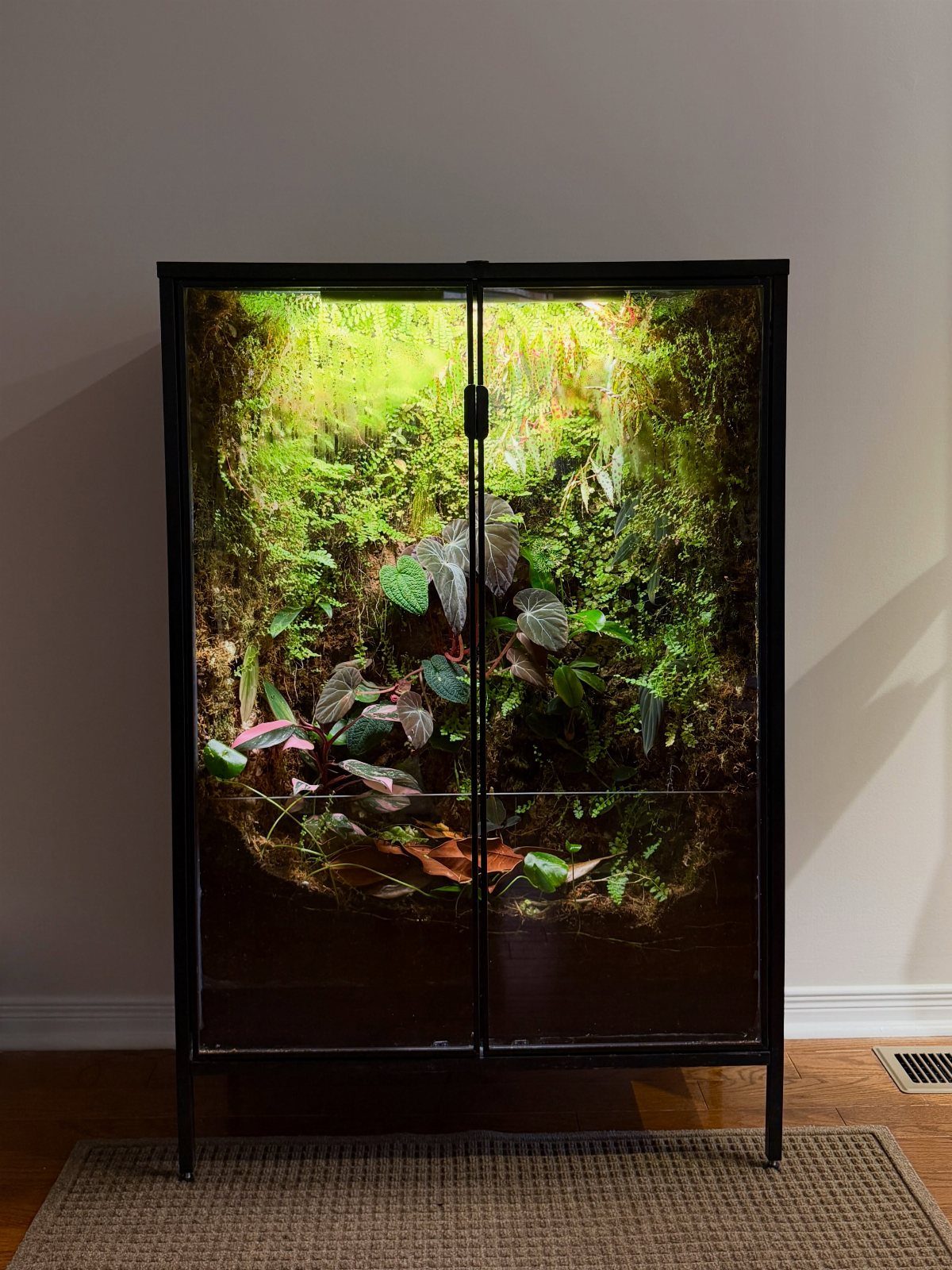 A black glass cabinet filled with lush green plants and moss illuminated by internal lights.