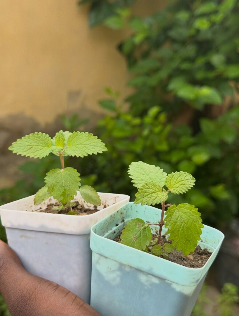 Two small lemon balm seedlings in square plastic pots held by a hand.