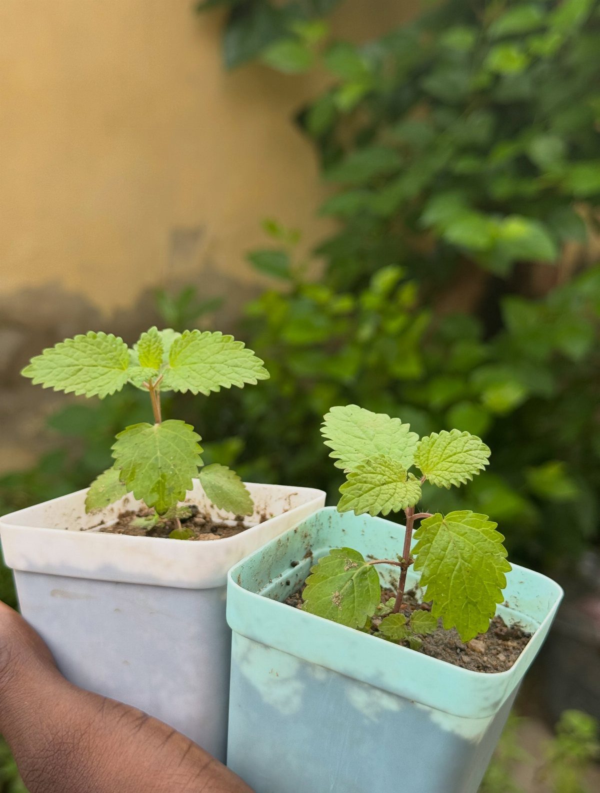 Two small lemon balm seedlings in square plastic pots held by a hand.