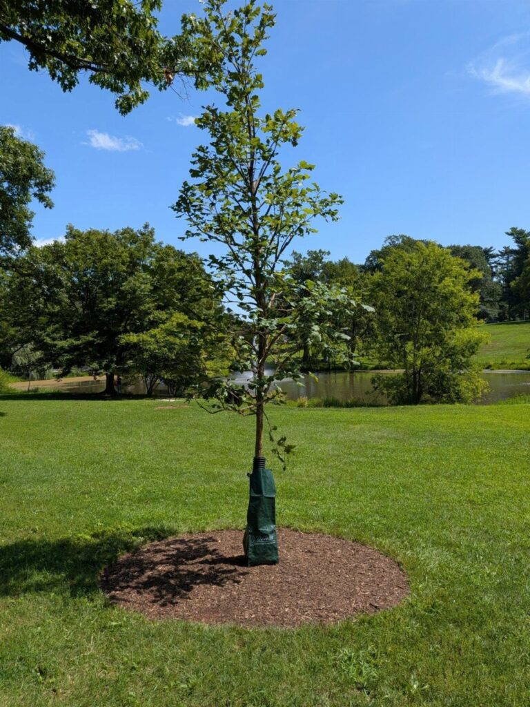 A young tree with a circular mulch ring at its base in a green lawn.