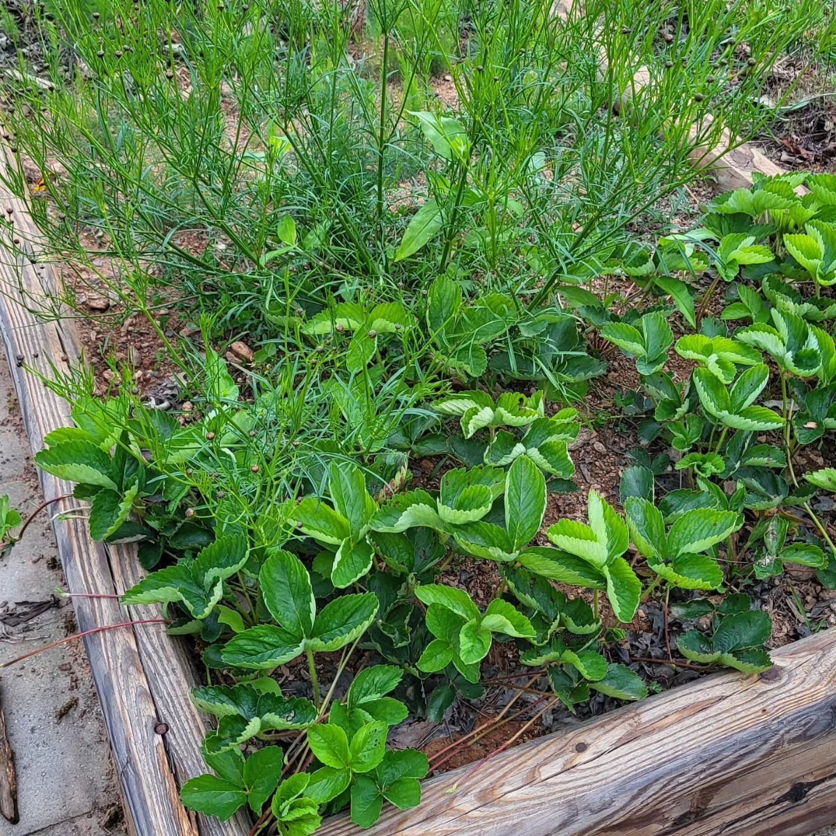 Strawberry plants growing densely inside a wooden raised garden bed with dark soil.